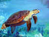 It's-A-Turtles-Life 3.jpg (119038 bytes)