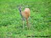 John Tishner's Little deer.jpg (89184 bytes)