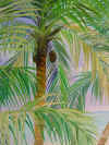 KOA_RM_19_Kitch_close_palm.jpg (63482 bytes)