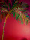 RM 17 detail of left palm tree.jpg (234887 bytes)