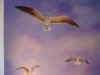 Sea Gulls RM 2 copy.jpg (36762 bytes)