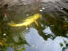 fish in pond.jpg (292303 bytes)