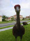 Sandhill Crane in front yard.jpg (217149 bytes)